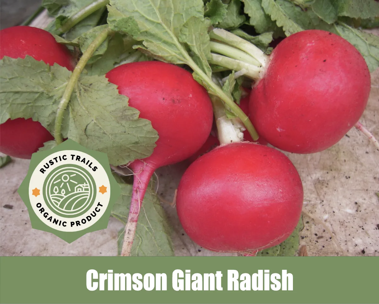 Crimson Giant Radish (Raphanus sativus)